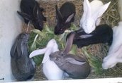 Pozostałe zwierzęta hodowlane Sprzedam króliki ekologicznie karmione do dalszej...