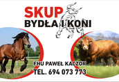 Byki na ubój Skup bydła rzeźnego oraz transport zwierząt na terenie...
