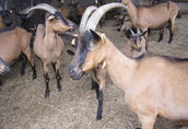 Sprzedam z hodowli młode kozy rasy alpejskiej-górskiej   2