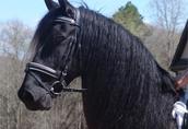 Koń fryzyjski, piękna klacz, 4 lata i potrzebuje nowego domu