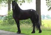 Koń fryzyjski, piękna klacz, 4 lata i potrzebuje nowego domu 1