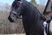 Koń fryzyjski, piękna klacz, 4 lata i potrzebuje nowego domu 2