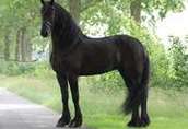 Koń fryzyjski, piękna klacz, 4 lata i potrzebuje nowego domu 4