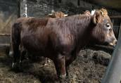 Byki rozpłodowe Sprzedam dwa byczki mięsne 1, 5 roczne czerwone