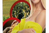 Kukurydza kukurydza nasiona nepomuk nowość czas nowej generacji...