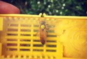 Pozostałe pszczelarstwo Przyjmujemy zamówienia na matki pszczele Buckfast...