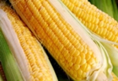 Nasiona kukurydzy - firma Pioneer