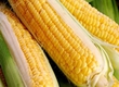 Kukurydza Polecamy nasiona kukurydzy, sprawdzone