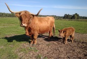 Highland Cattle 14matek byki jałówki wołowina półtusza ekologiczna 1