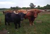 Highland Cattle 14matek byki jałówki wołowina półtusza ekologiczna 2