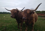 Highland Cattle 14matek byki jałówki wołowina półtusza ekologiczna 5