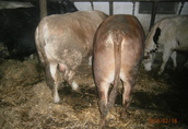 Byki na ubój Byki 13 szt. - waga 750 kg, - wiek 21-23 miesi...