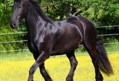Piękna czarna fryzyjska klacz (konie na sprzedaż)