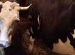 Pozostałe zwierzęta hodowlane Sprzedam krowę 7 letnia chowana