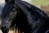 Czarny młody koń fryzyjski Klacz gotowy do nowego domu 1