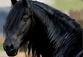 Czarny młody koń fryzyjski Klacz gotowy do nowego domu 2
