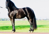 Koń na sprzedaż, piękna 2-letnia klacz 1
