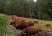 Bydło Szkockie - Highland Cattle 1