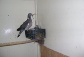 Gołębie sprzedam pare golebi samica siwa samiec grzywacz...