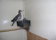 Gołębie sprzedam pare golebi samica siwa