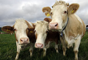 Krowy na ubój SKUP BYDŁA wszystkie sztuki: krowy, byki, jałówki...
