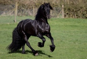 Czarna piękna fryzyjska klacz, koń na sprzedaż