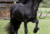 Czarna piękna fryzyjska klacz, koń na sprzedaż 1