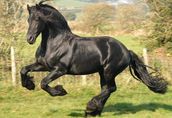 Czarna piękna fryzyjska klacz, koń na sprzedaż 2