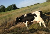 krowa mleczna  1