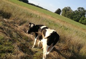 krowa mleczna  2