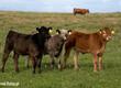 Byki na ubój Skup bydła, żywca (krowa, byk