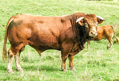 Skup bydła, żywca (krowa, byk, jałówka cielęta ) 1