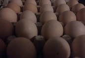 Jaja lęgowe brojlera kurzego