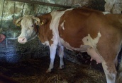 Krowy Krowa mleczna, 8 lat, łaciata, spokojna, miękka...