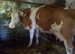 Krowy Krowa mleczna, 8 lat, łaciata