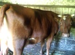 Krowy Krowa mleczna, czerwona, 3 lata
