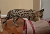 Serval i Savannah caracal i ocelot kittens 1