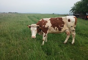 Krowy krowa 3 letnia mleczna po ocieleniu można doić recznie...