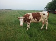 Krowy krowa 3 letnia mleczna po ocieleniu