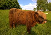 Byki na ubój 10 sztuk byków rasy Highland Wyhodowanych na ekologicznych...