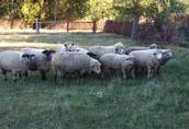 Jagnięta, owce, urodzone w styczniu i lutym.