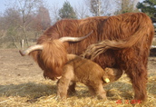 Krowy Bydło szkockie wyżynne highland, młoda krowa z...