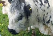 Pozostałe zwierzęta hodowlane Ekologiczne gospodarstwo sprzeda 1, 5 rocznego byka...