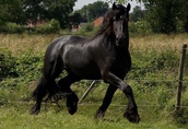 Koń na sprzedaż, Czarna piękna klacz 1