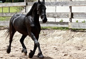 Koń na sprzedaż, Czarna piękna klacz 2