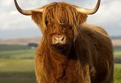 Highland bydło, krowa, szkocka rasa, EKO, 100% rasa 1