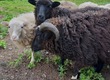 Owce Sprzedam owce skudde tryki i maciorki