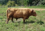 Byki Szkockie górskie bydło (Highland Cattle) 1
