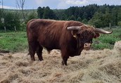 Byki Szkockie górskie bydło (Highland Cattle) 2
