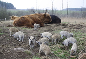 Byki Szkockie górskie bydło (Highland Cattle) 3